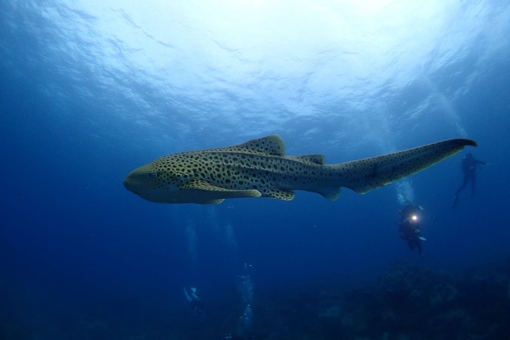 Shark Point: Encounter Leopard Sharks