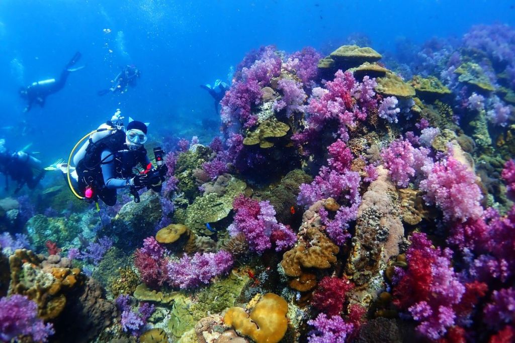 Hin Daeng and Hin Muang: Deep Dives with Colorful Corals