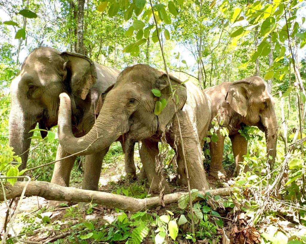 Boon Lott's Elephant Sanctuary, Sukhothai
