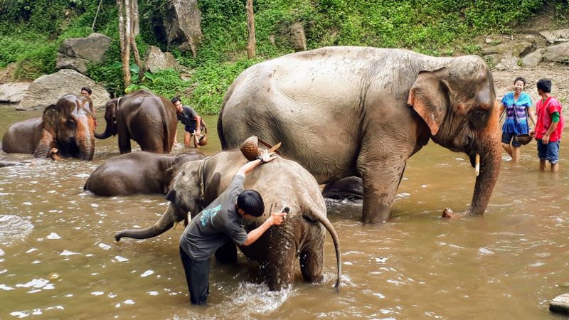 Patara Elephant Farm, Chiang Mai