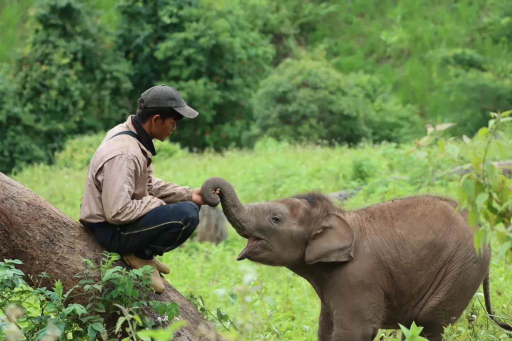 Kindred Spirit Elephant Sanctuary, Chiang Mai