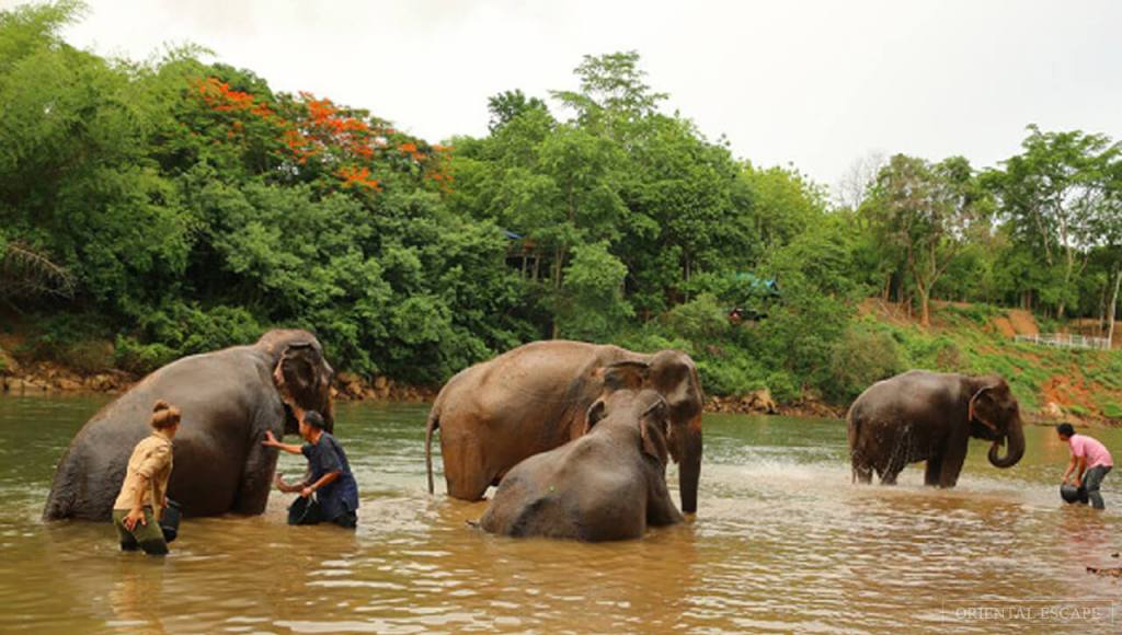 Elephant Haven, Kanchanaburi