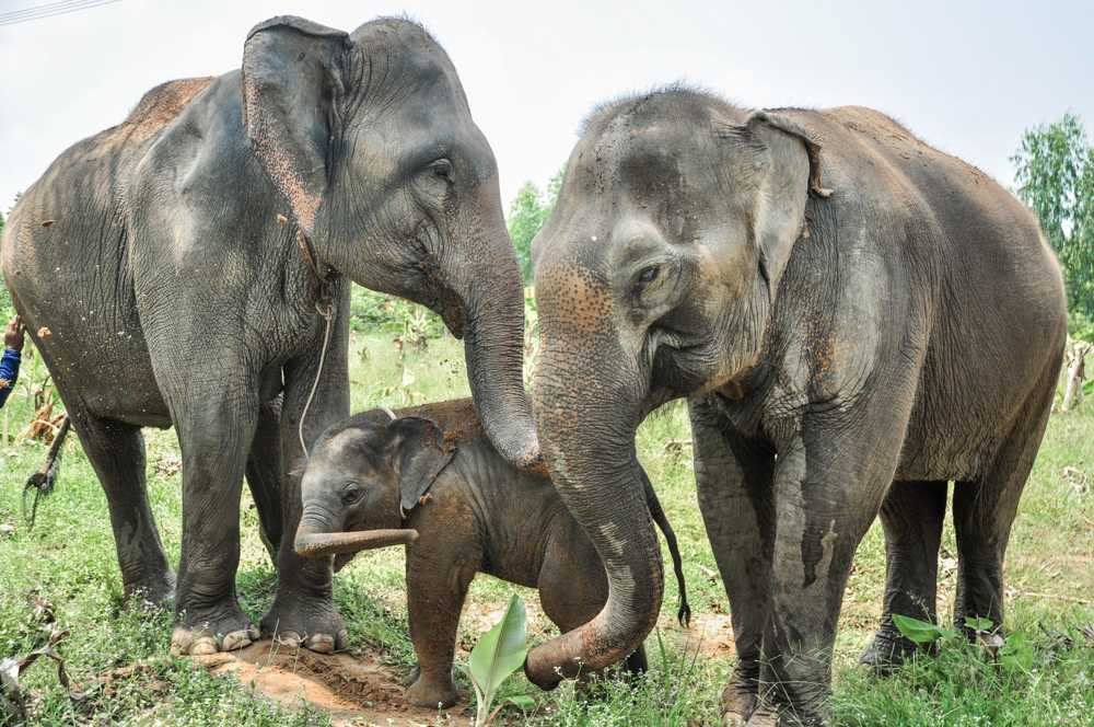 Wildlife Friends Foundation Thailand, Phetchaburi