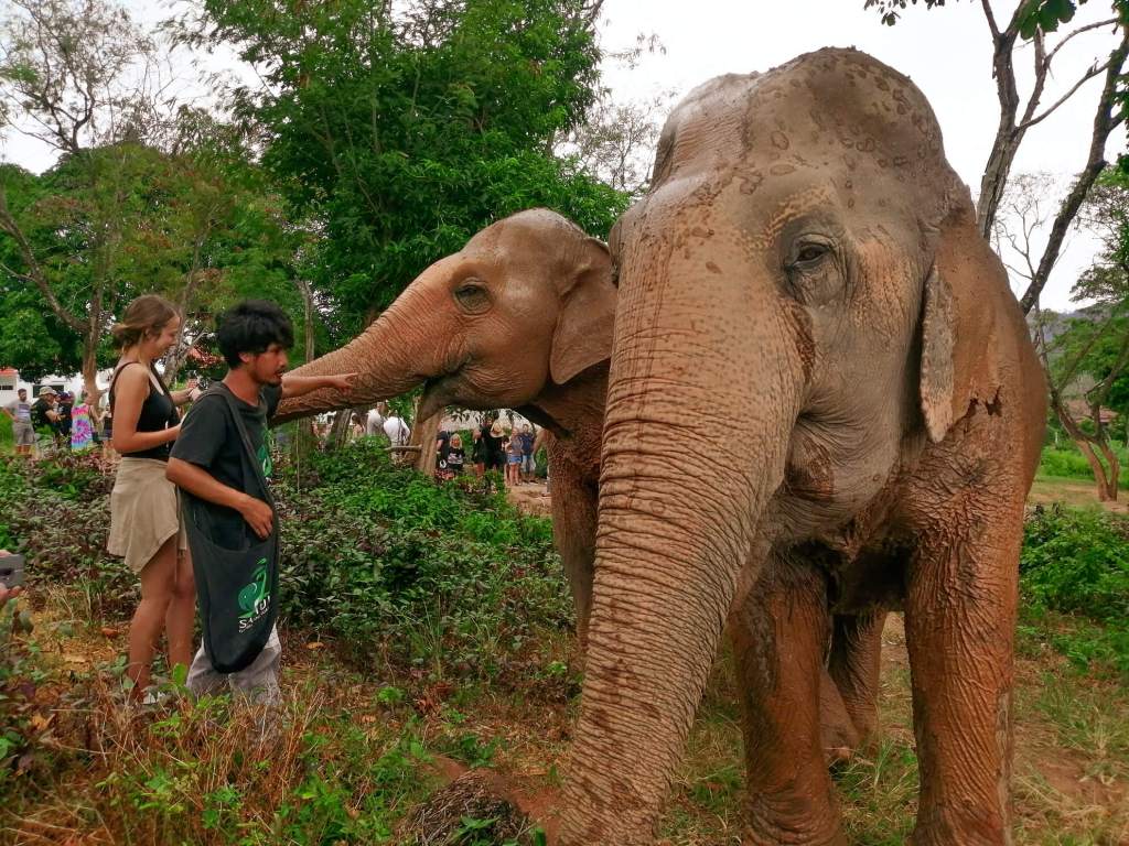 Samui Elephant Sanctuary, Koh Samui