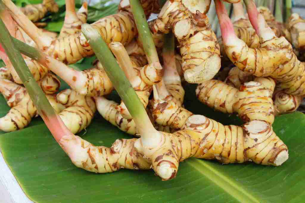 Galangal