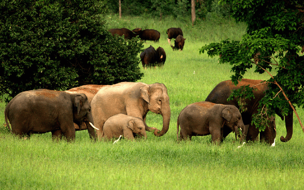 The Kuiburi Wildlife Conservation Project