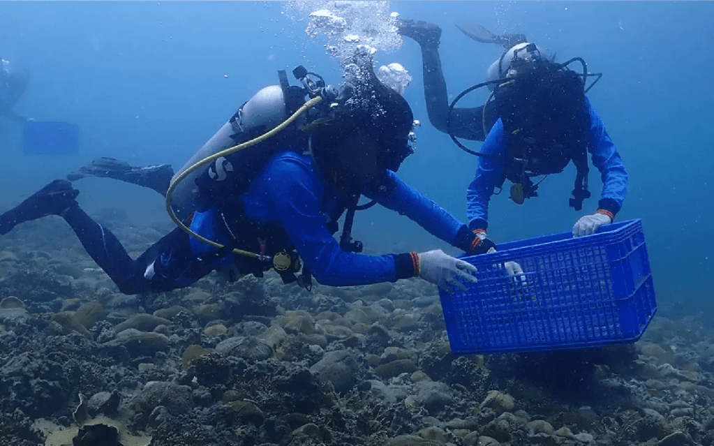 Adopt a Coral Projects on Koh Tao